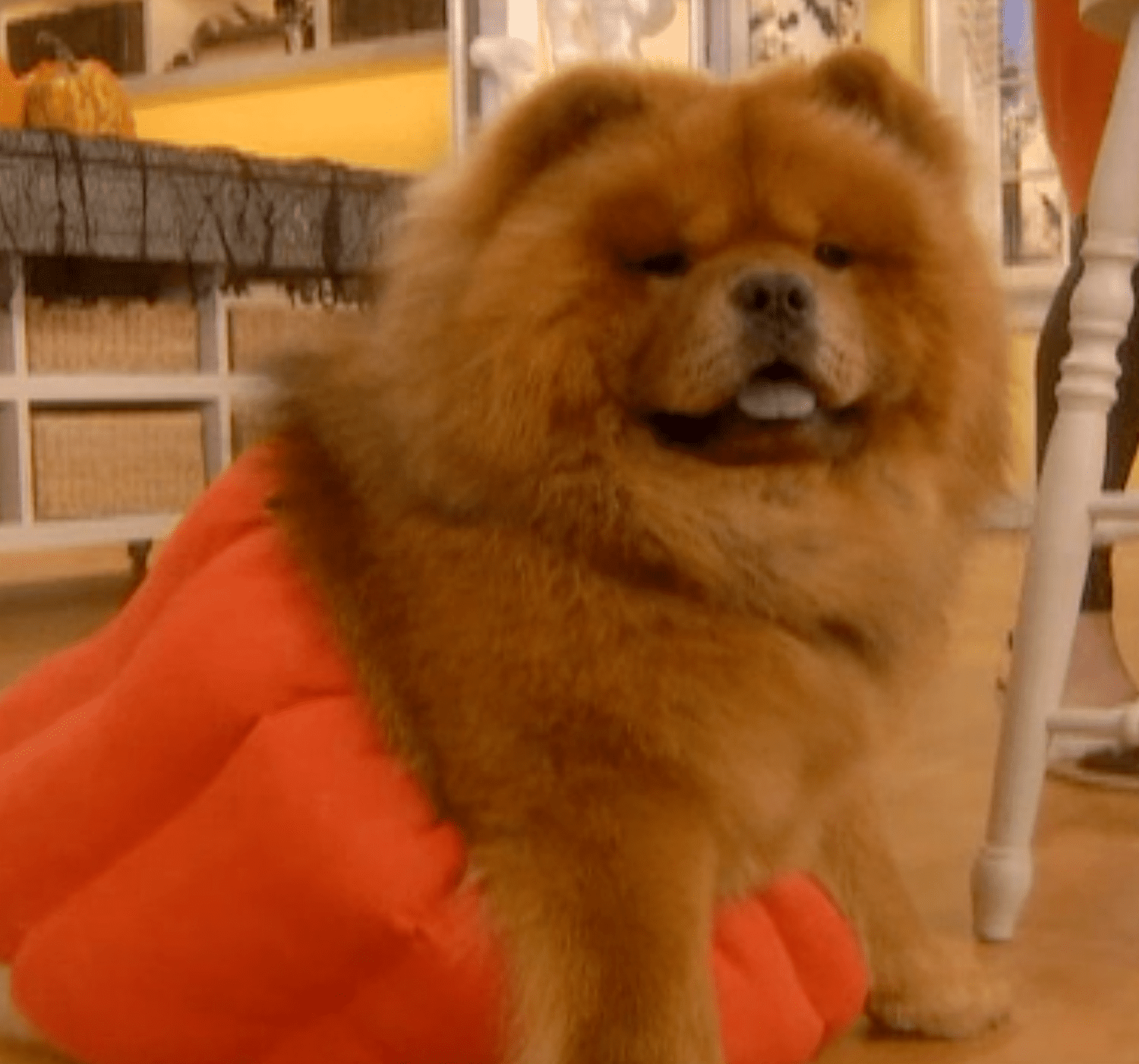 dog in pumpkin costume