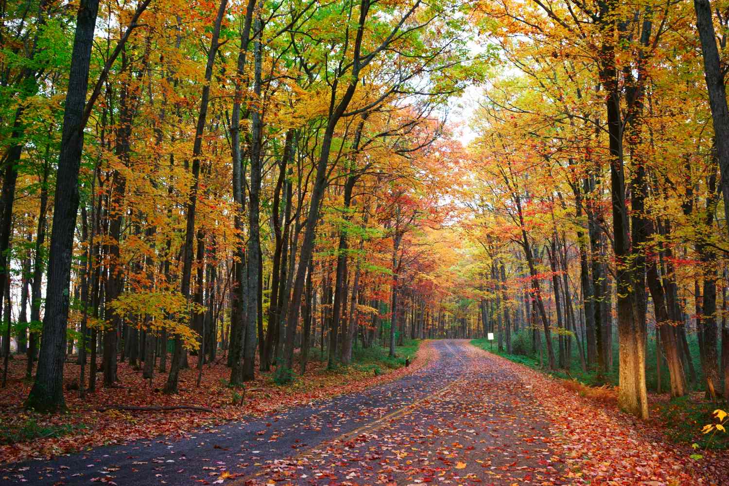 A serene forest path bordered by trees with autumn foliage