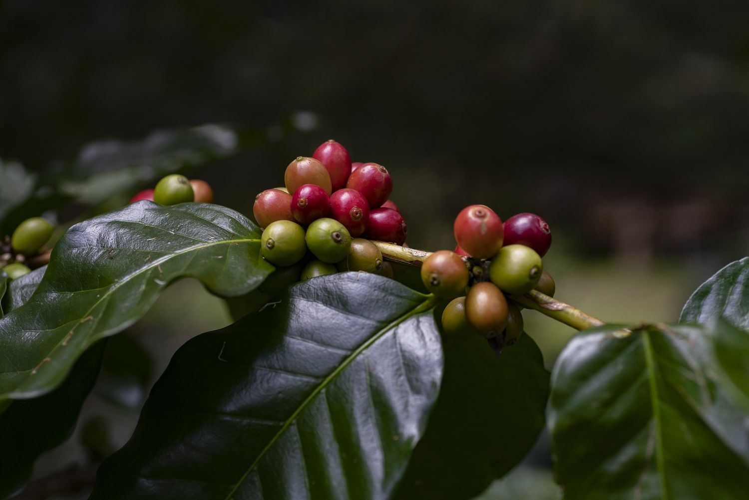 Branch with coffee cherries in various stages of ripeness