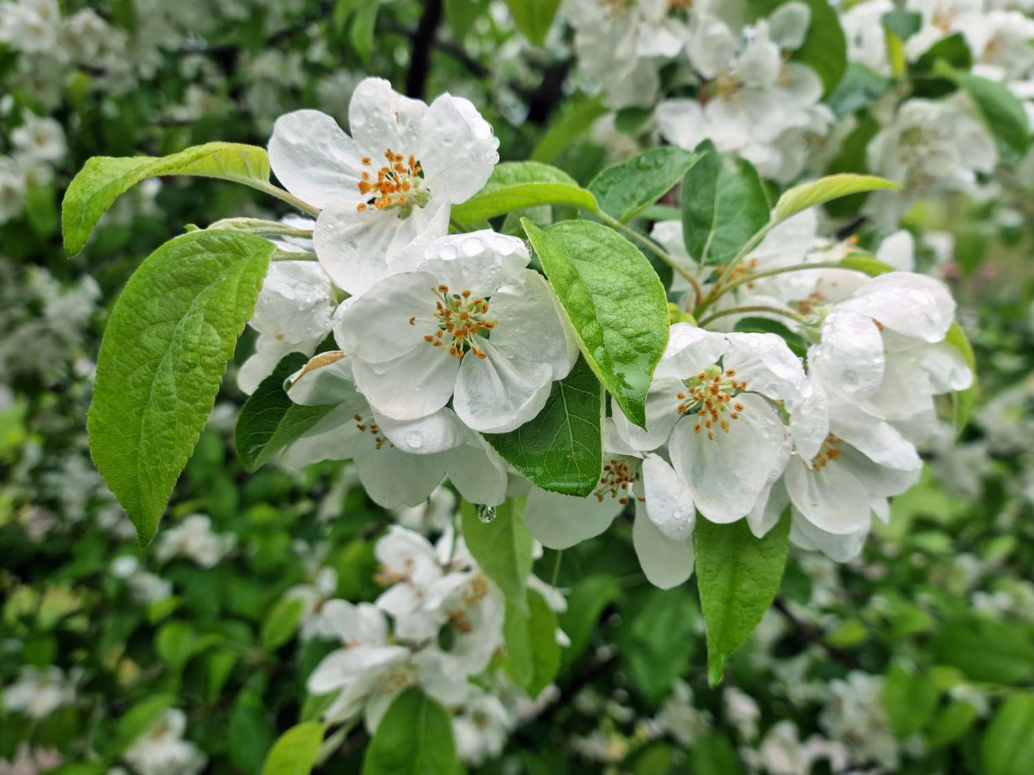 Blossoms on a tree branch