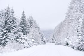 Snowcovered trees lining a quiet road in a forest