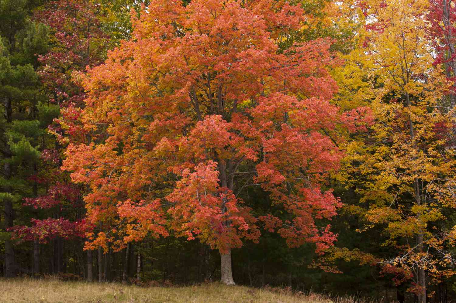 Red Maple tree (Acer rubrum) in Sleeping Bear Dunes National Lakeshore, Michigan. Red Maple can turn red, orange, and yellow in autumn. 