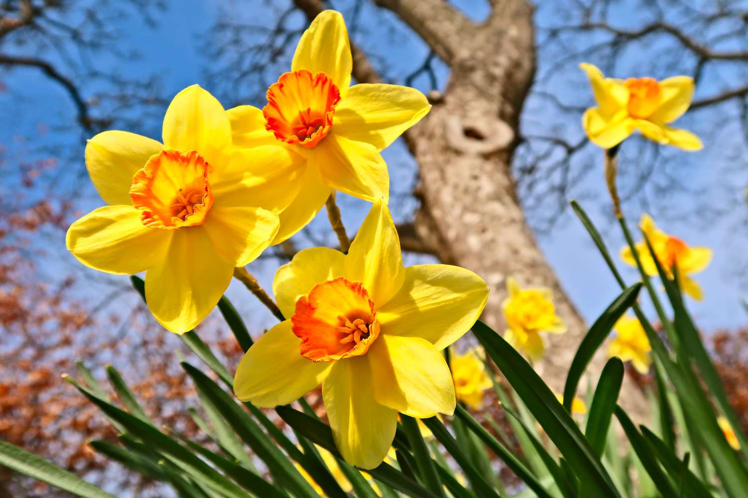 Daffodils in springtime