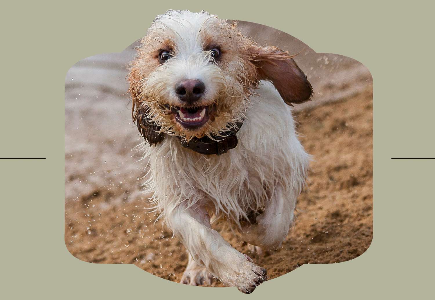 Grand Basset Griffon Vendeen