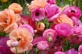 A cluster of blooming roses and ranunculus flowers in a garden setting showcasing various intricate shapes and petal arrangements
