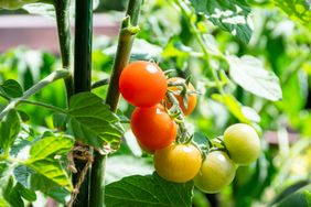 Tomatoes ripening on the vine in a garden setting
