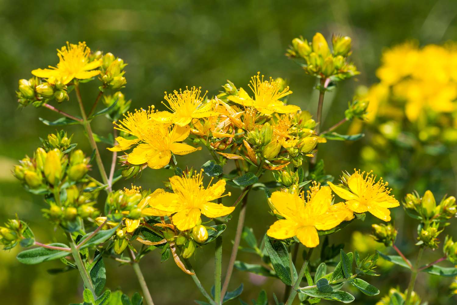 St. John's Wort yellow buds