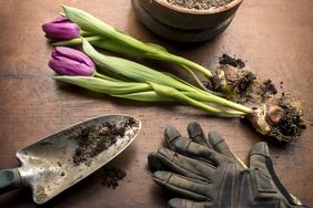 Tulip bulbs in front of a pot