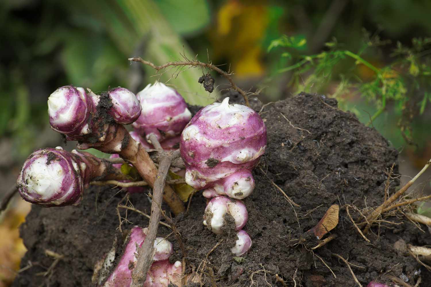 Newly dug or harvested Jerusalem artichoke (Helianthus tuberosus) 
