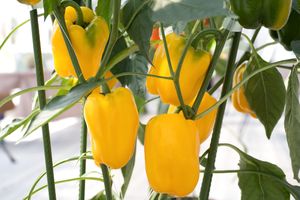Yellow bell peppers growing on plants