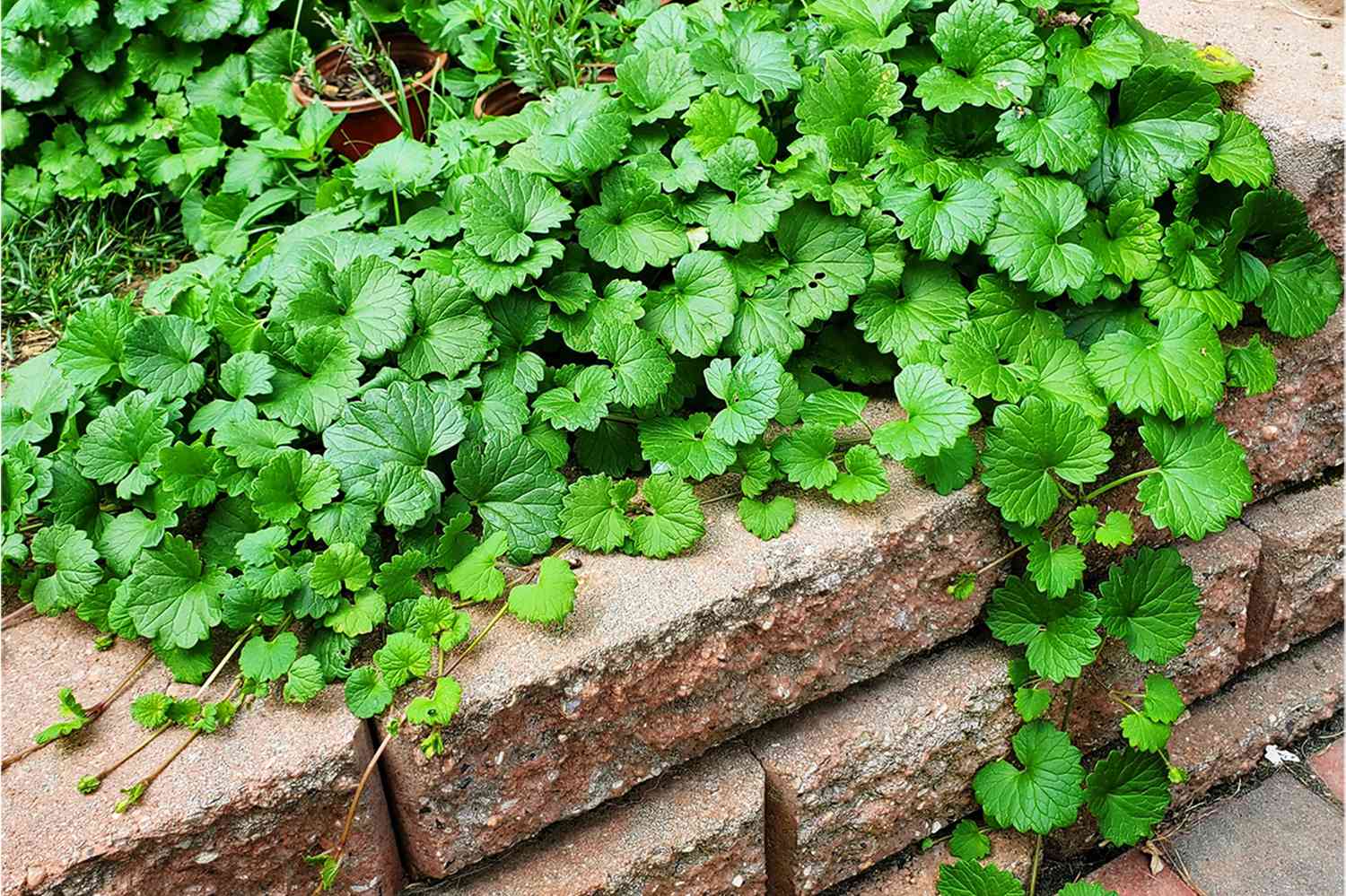 Creeping charlie weed