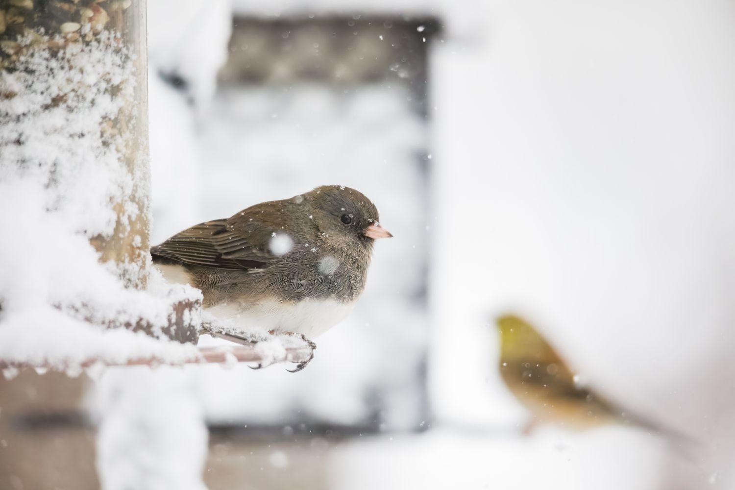 Two small birds one perched on a snowy feeder and another blurred in the background within a wintry scene