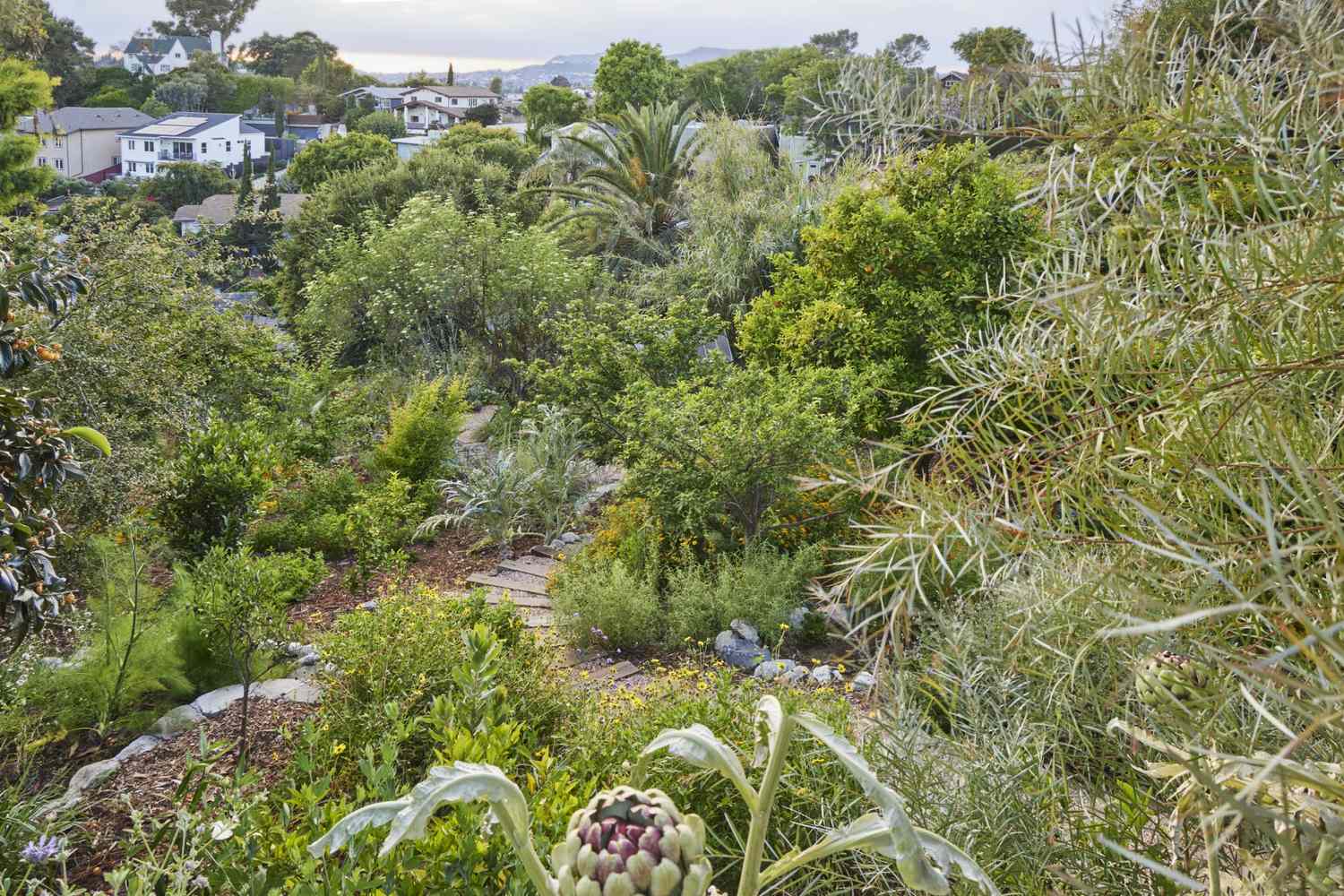 Edible garden on sloped backyard