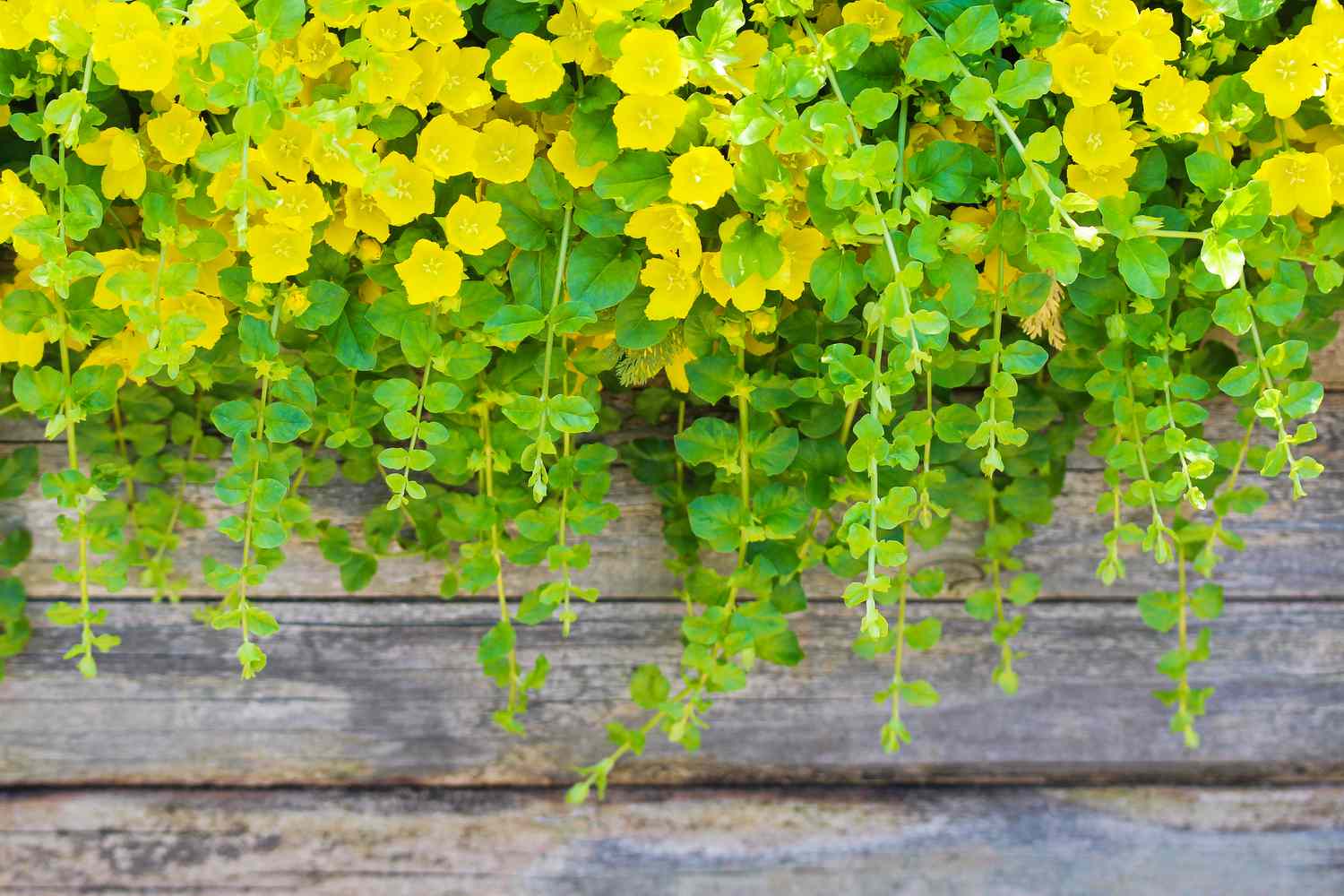 Goldilocks Creeping Jenny