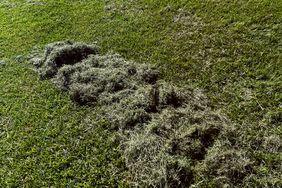 A patch of grass with clippings scattered on its surface