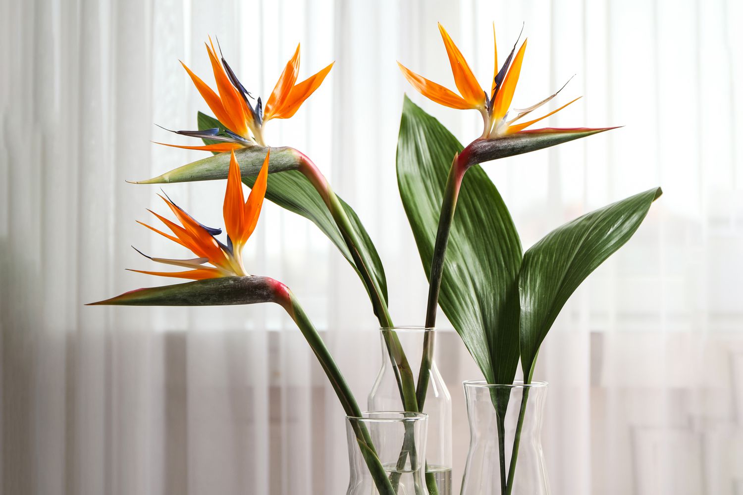 Bird of Paradise plant