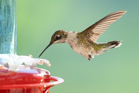 A hummingbird hovering and feeding from a red bird feeder
