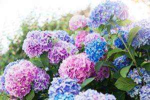 Hydrangea flowers in full bloom outdoors showcasing clusters of petals