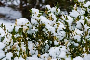 Snowcovered boxwood shrub in a natural setting