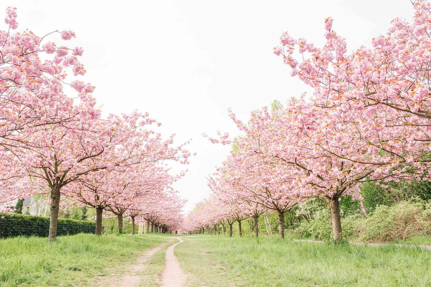 nature path through blossoming cherry trees