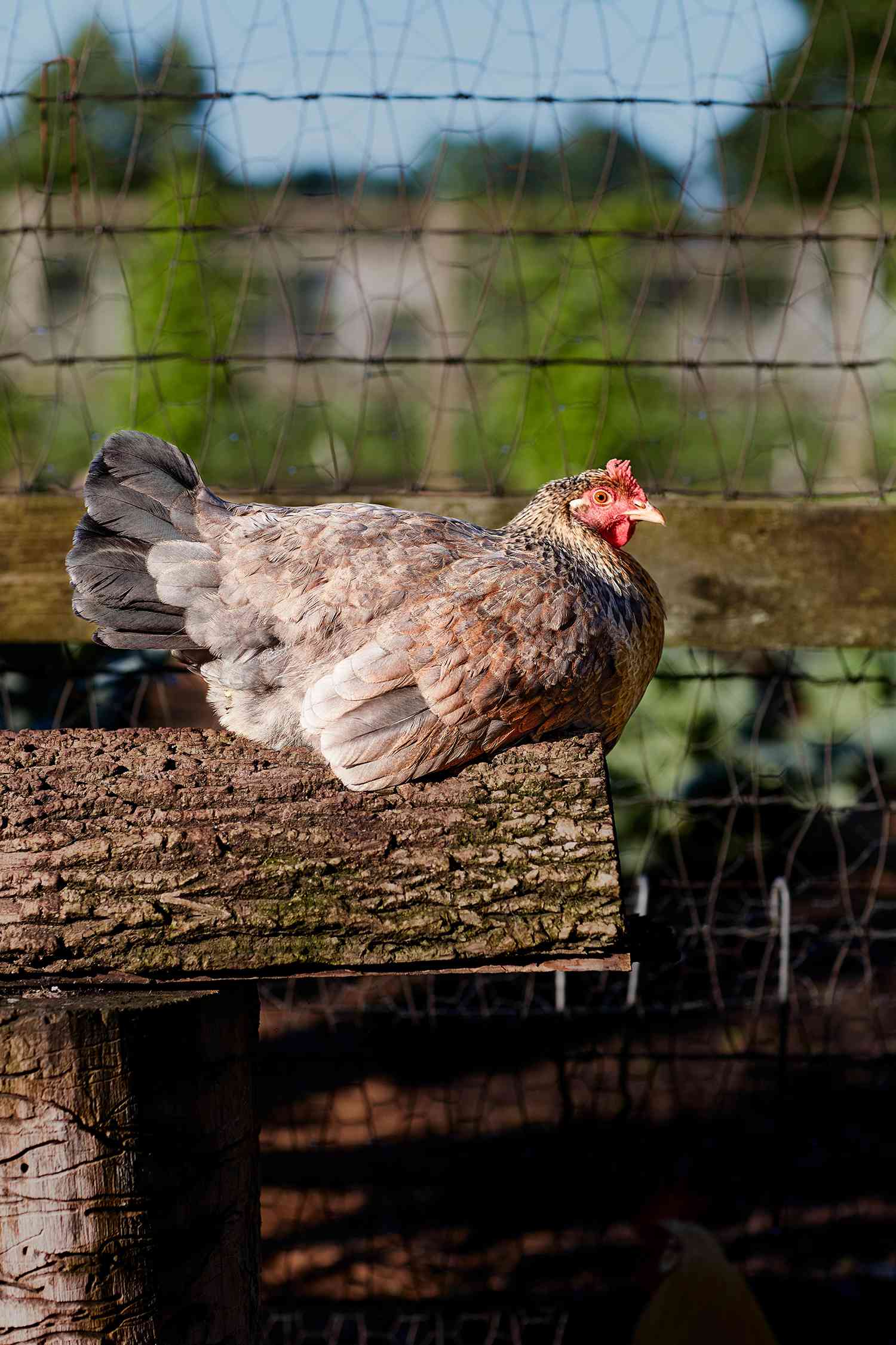 chicken sitting on log