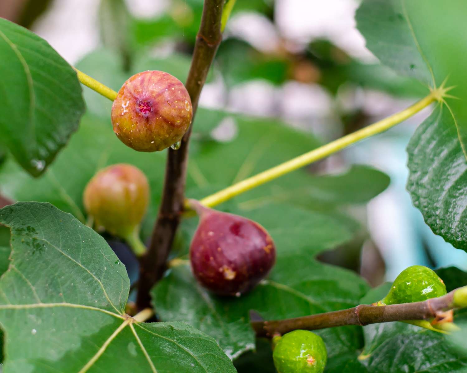 Closeup of figs growing on a tree branch