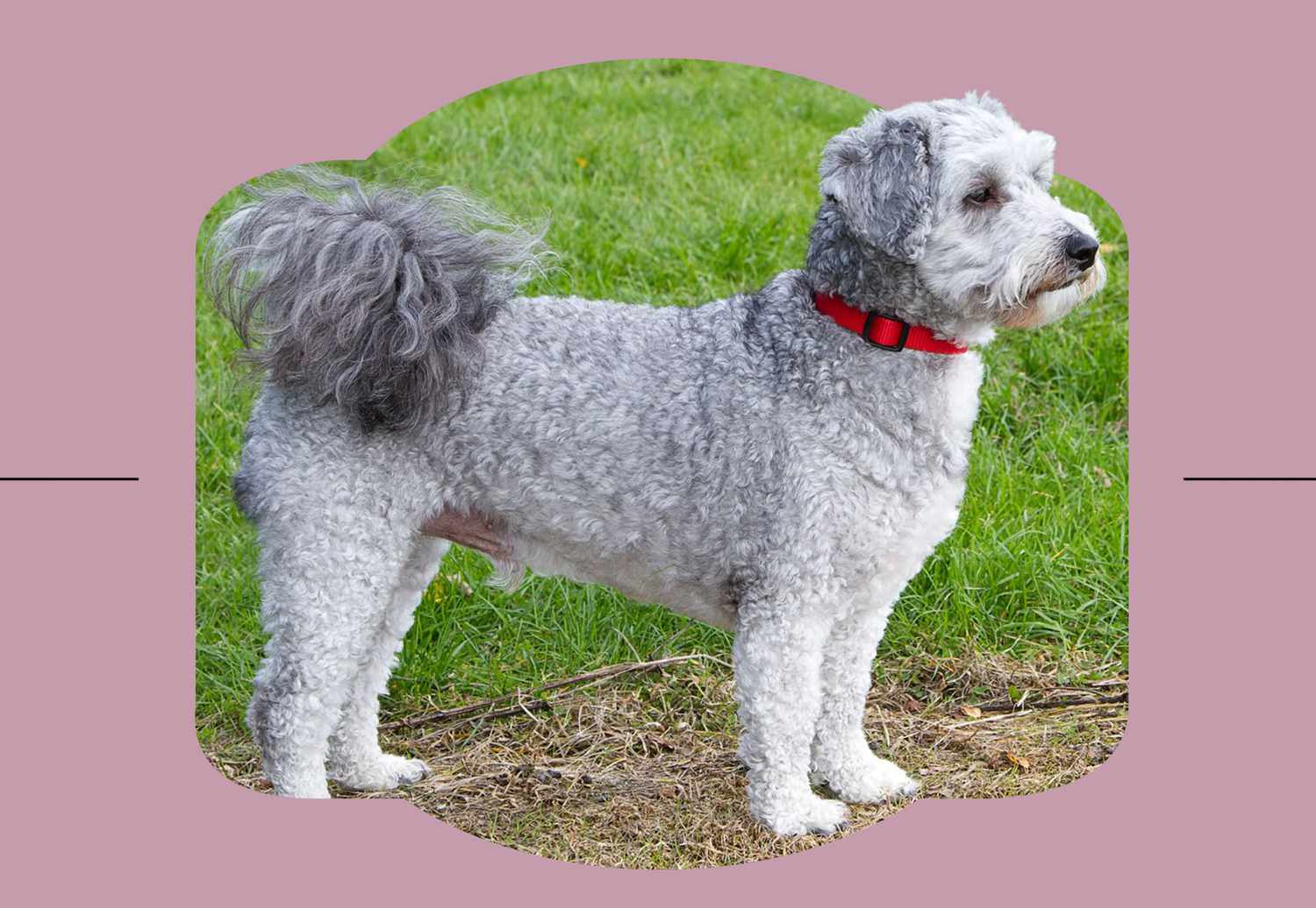 poochon dog standing with red collar on pink background