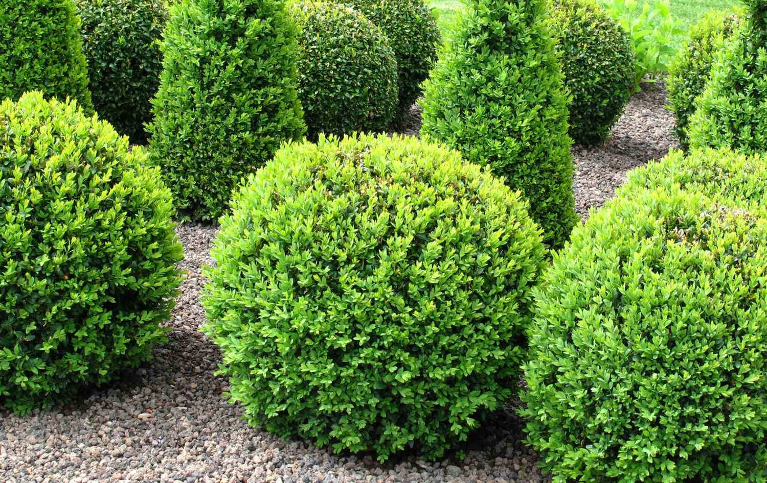 Sprinter boxwood