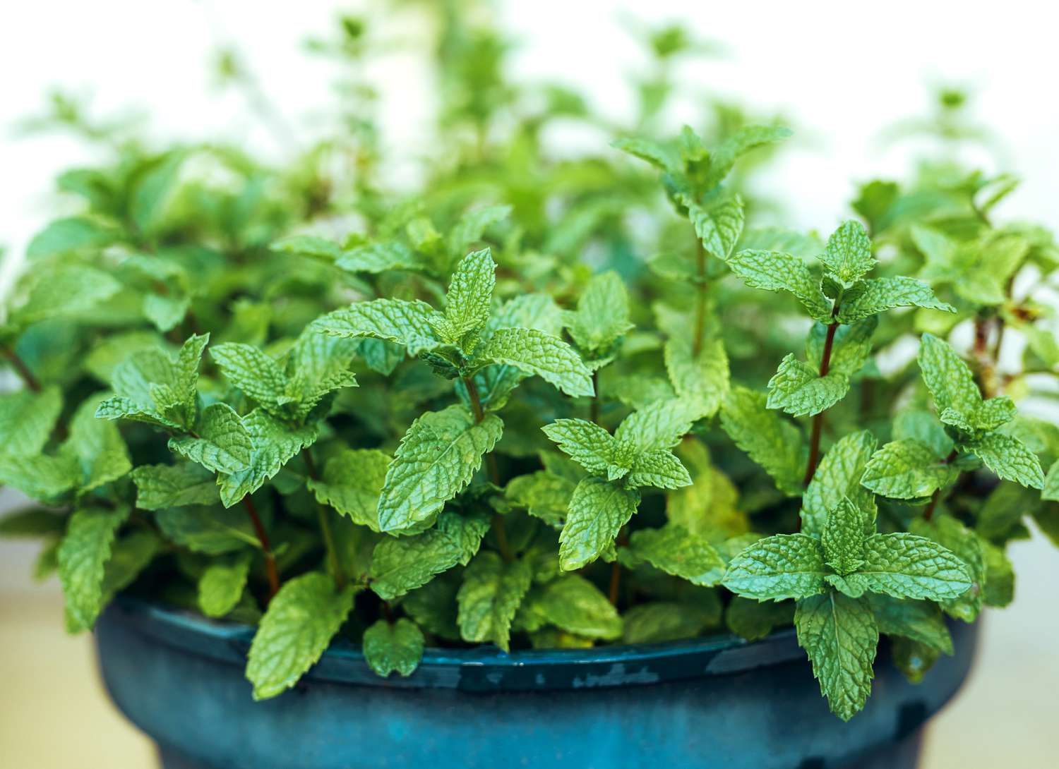 blue ceramic pot of mint