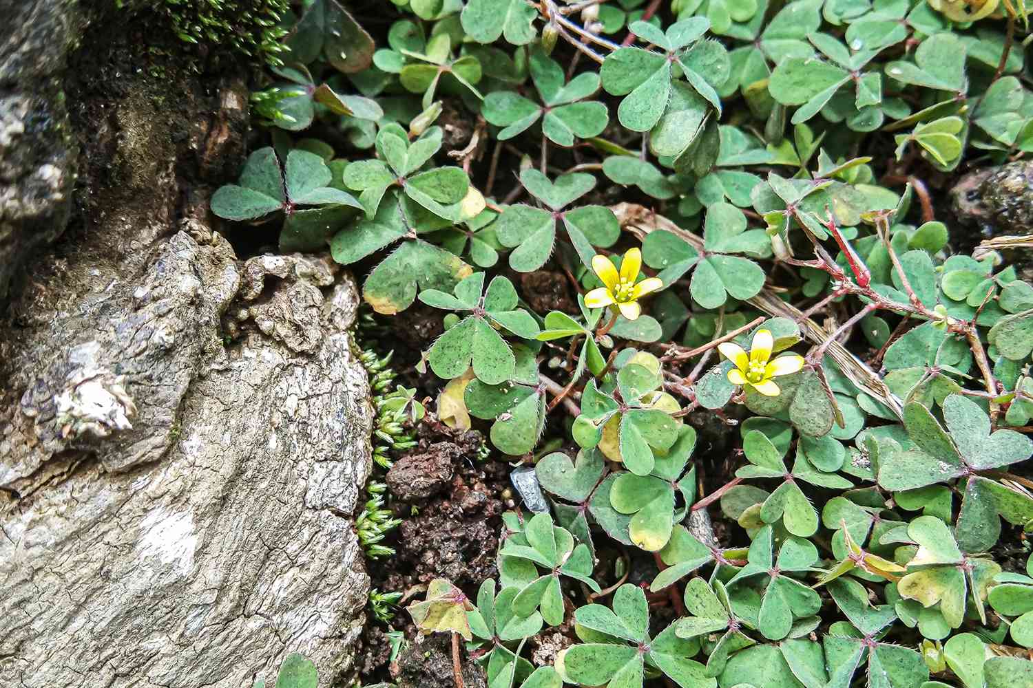 Creeping wood sorrel