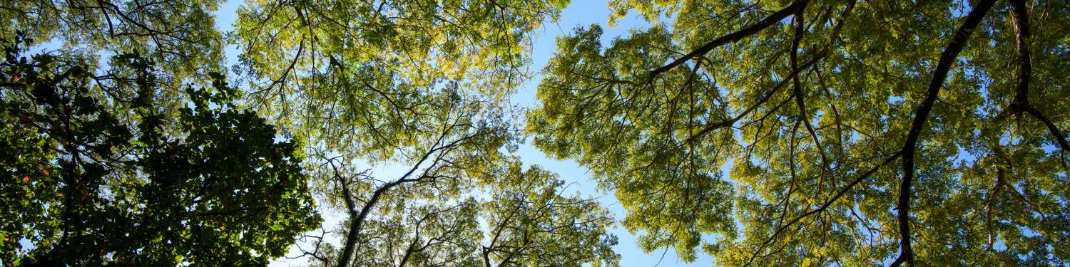 View looking up through the branches and leaves of tall trees against a clear sky