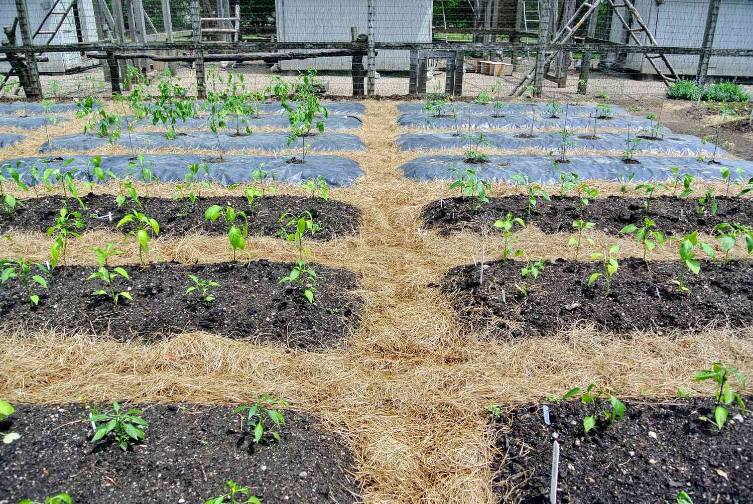 Compost over garden beds 