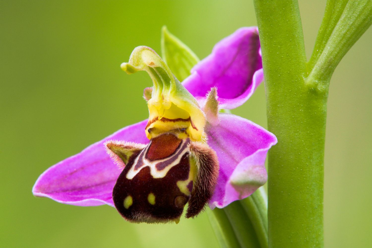 Bee Orchid Flower