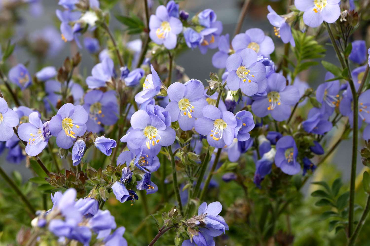 Polemonium Hurricane Ridge
