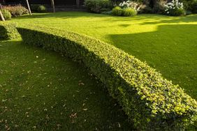 evergreen trimmed geometric bushes in outdoor landscaping