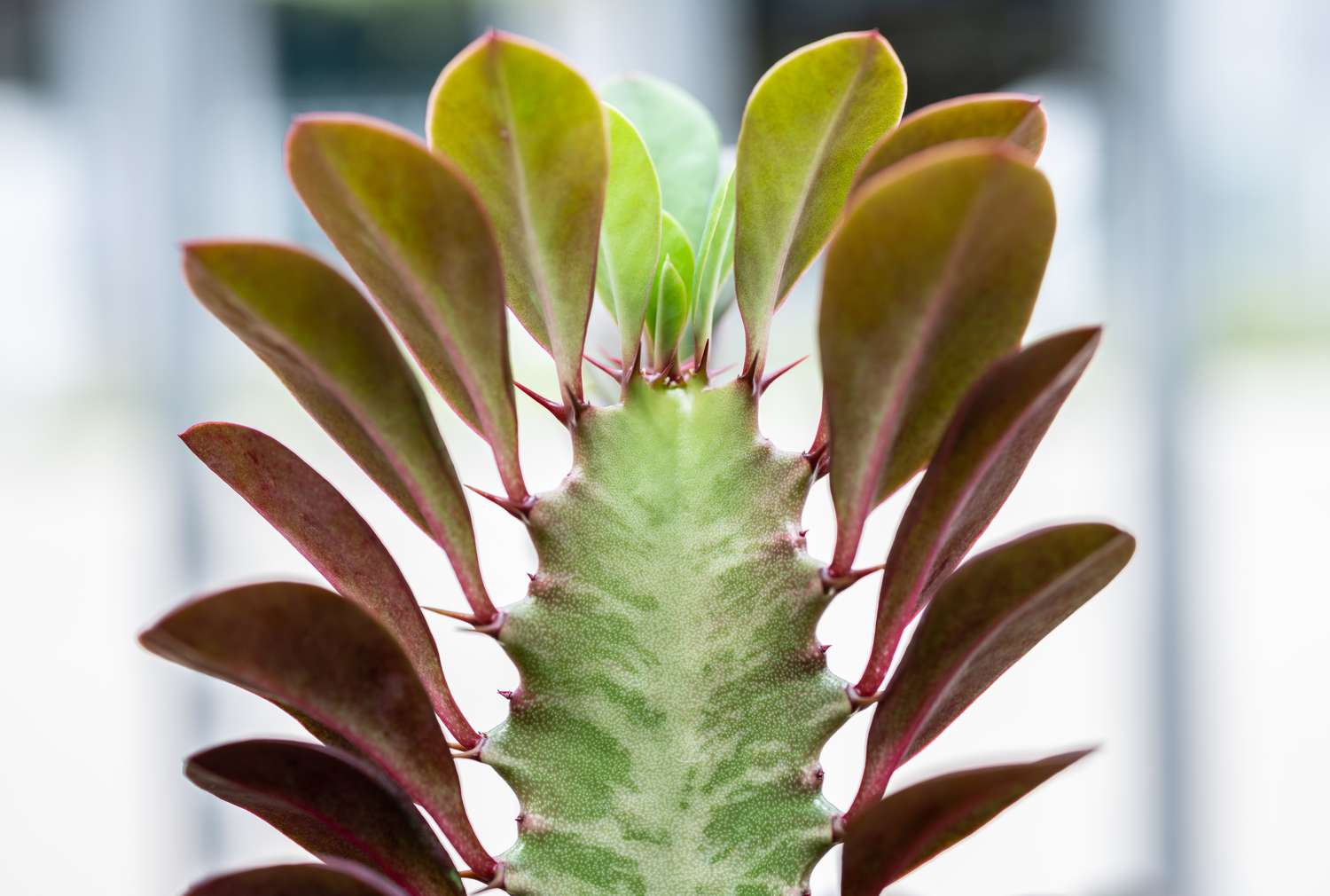 Close up of the succulent Euphorbia trigona 