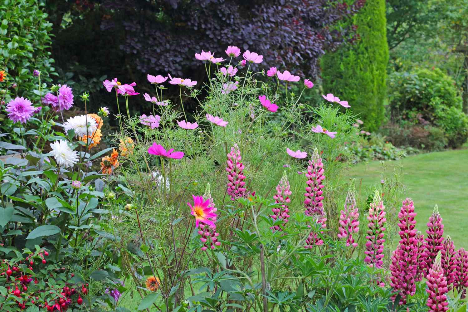 A garden with an arrangement of various flowers in bloom including lupines and cosmos with greenery in the background