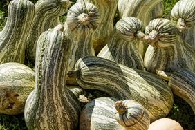 Green Striped Cushaw Squash