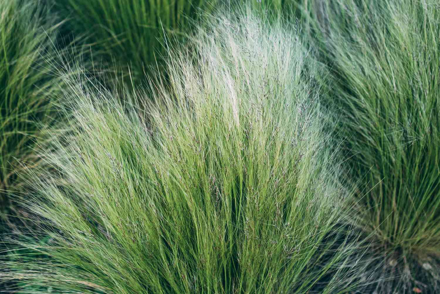 Prairie Dropseed Grass