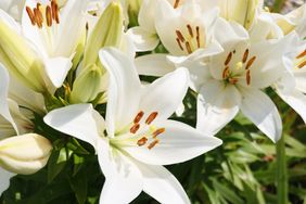Closeup of blooming lilies in a garden