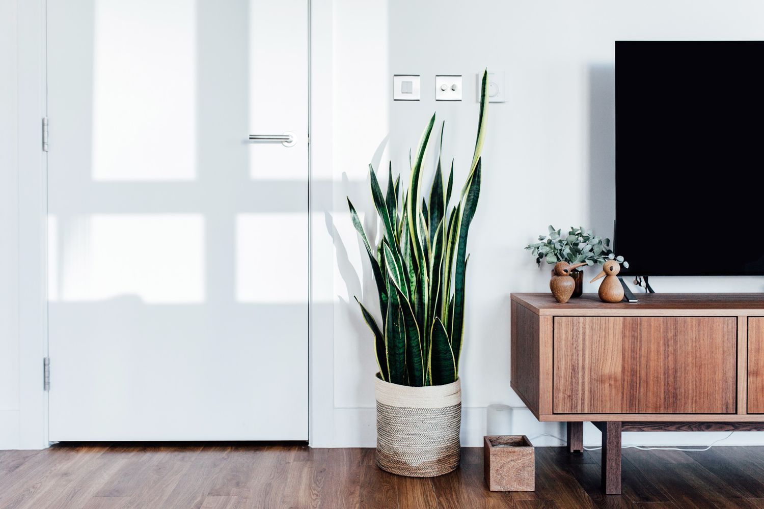 snake plant in living room by tv