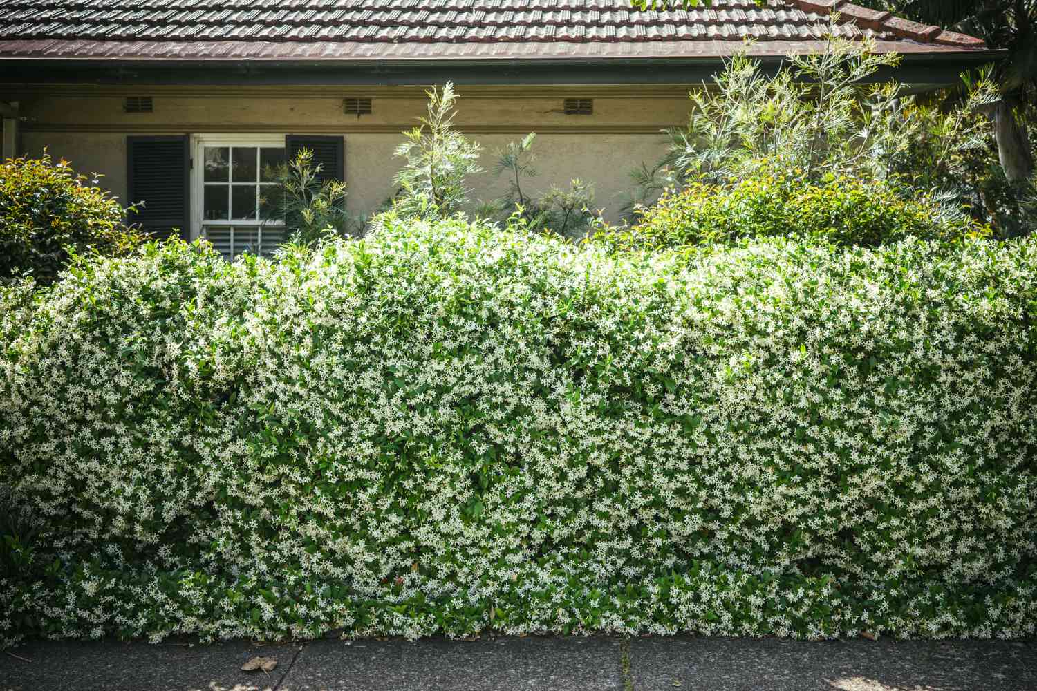 Green hedge in the frontyard