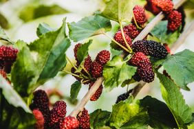 mulberry tree