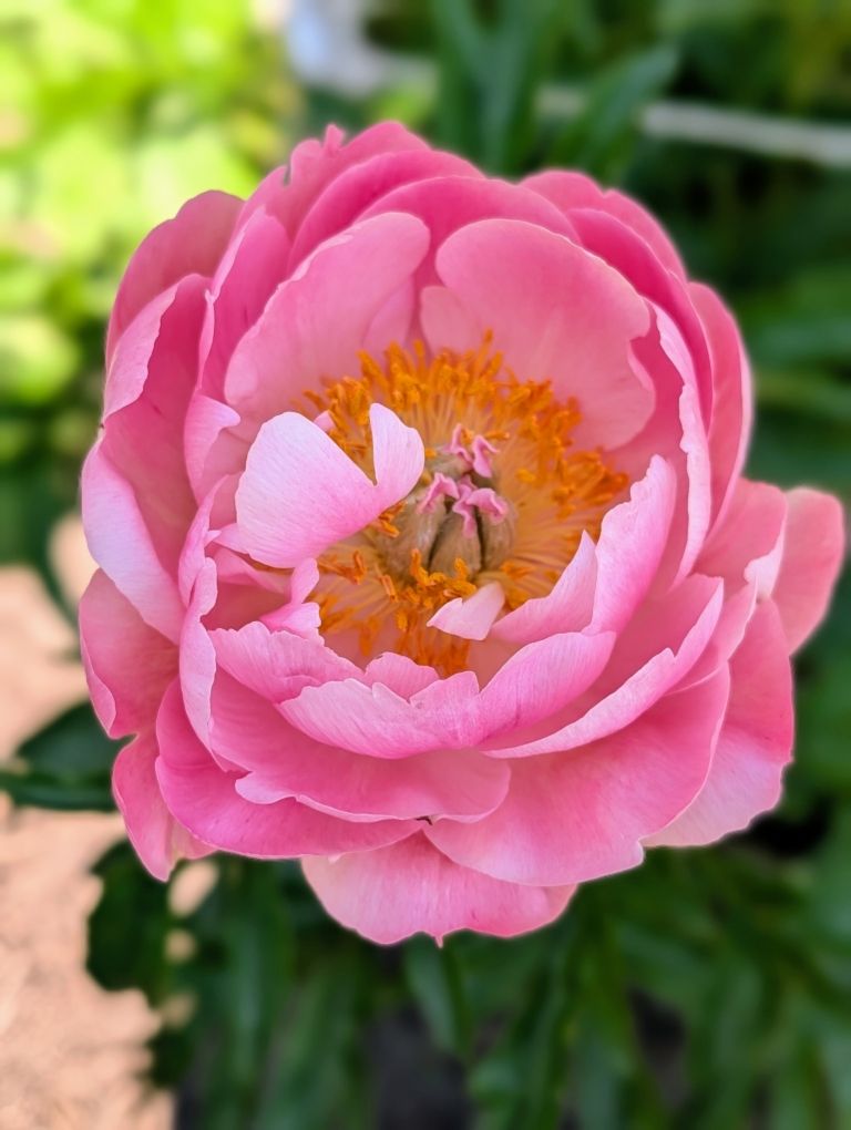An up close image of a peony from decorvow's garden. 