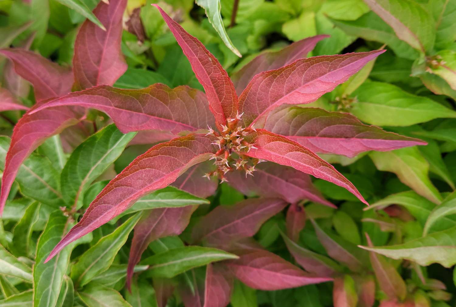 A closeup of Diervilla Kodiak Orange plant with leaves and a central flower cluster