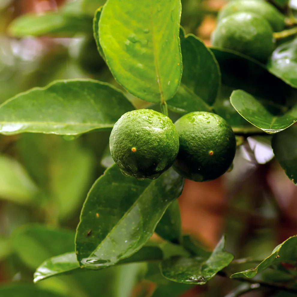 Key lime tree, up close. 