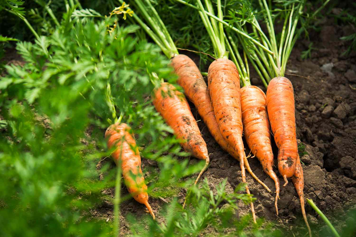 Carrots