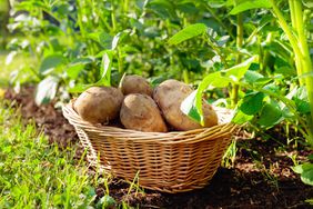 potatoes in garden