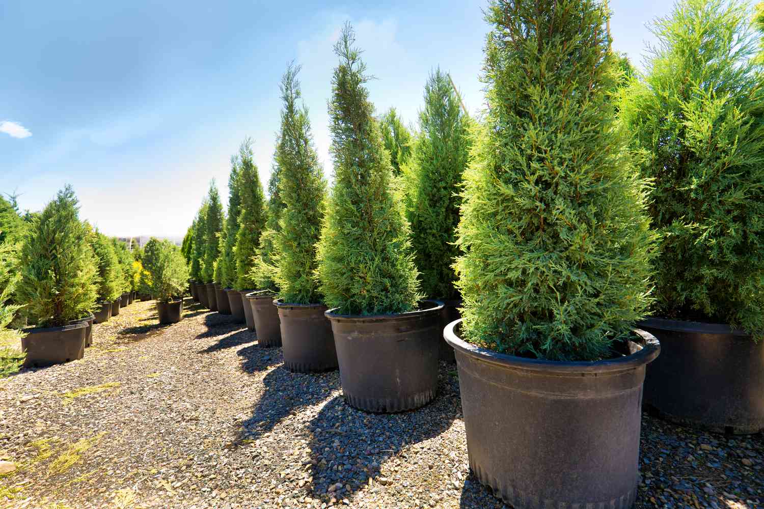 Rows of potted evergreen trees in an outdoor nursery