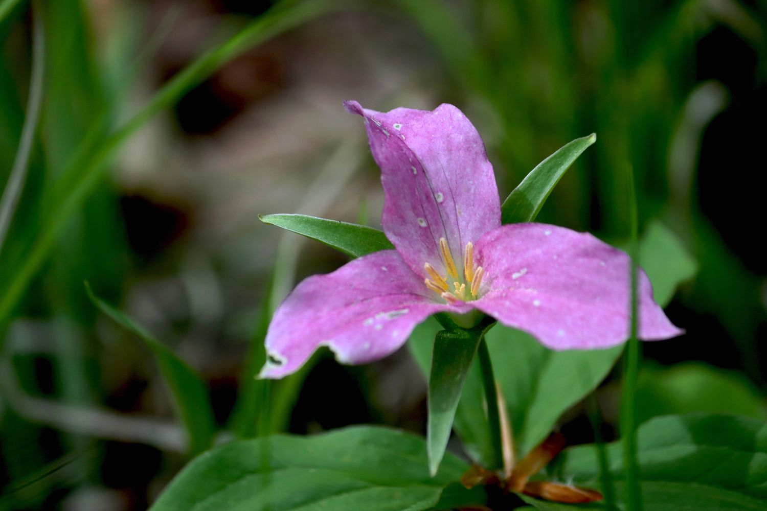 A close-up image of a purple trillium in fresh bloom. (Ontario's Official Flower)
